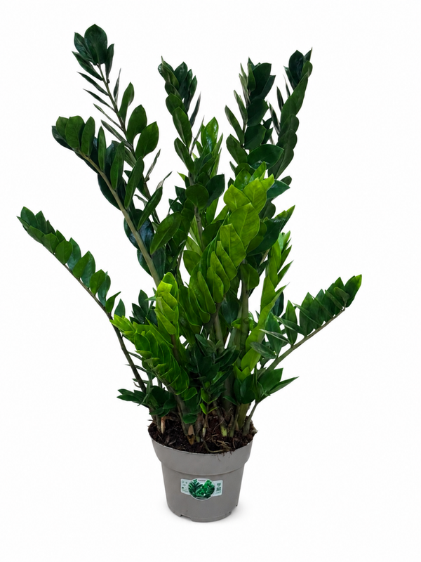 Zamiolculcas ø23