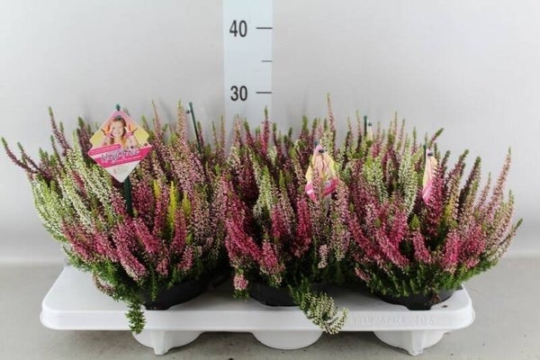 Calluna High Five ø14.  Box x6