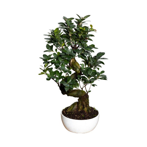 Ginseng SHAPE ceramica