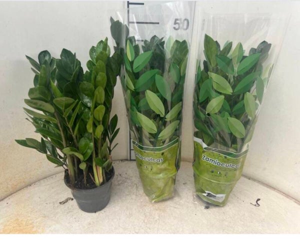 Zamiolculcas ø12.   Box x12
