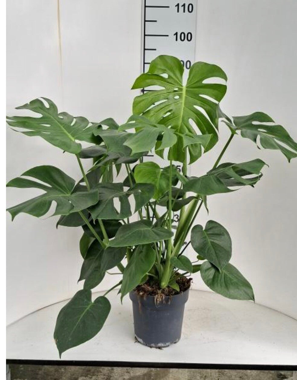 Monstera Delicius ø21
