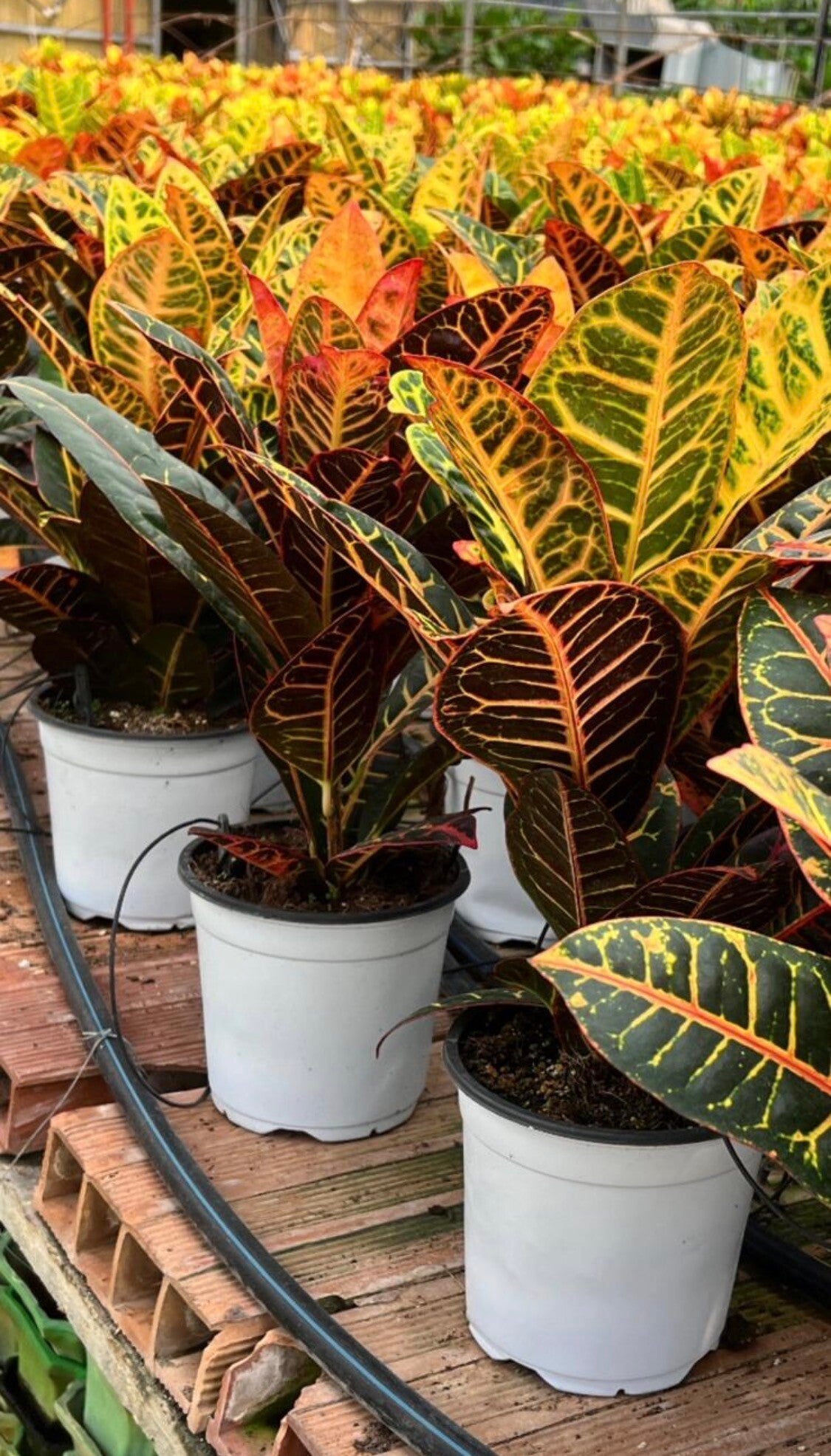 Croton Petra ø17.