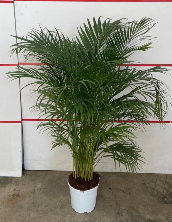 Areca Palm ø24