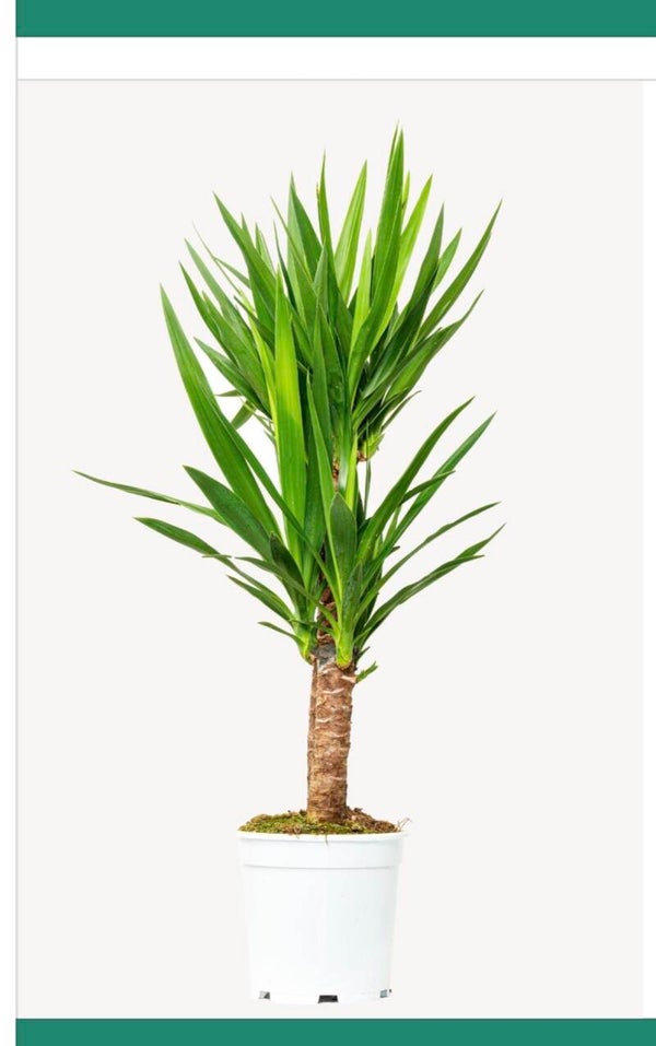 Yucca 60/20 ø21