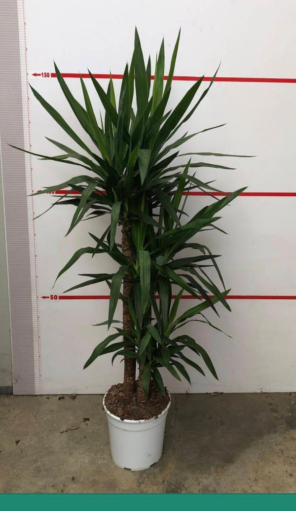 Yucca 90/60/30 ø27