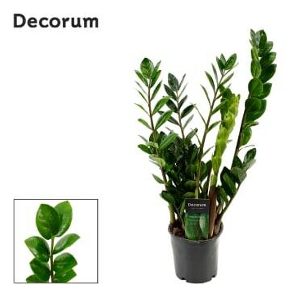 Zamiolculcas Lima ø12.  Box x10