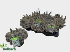 Orostachis ø17.  Box x6