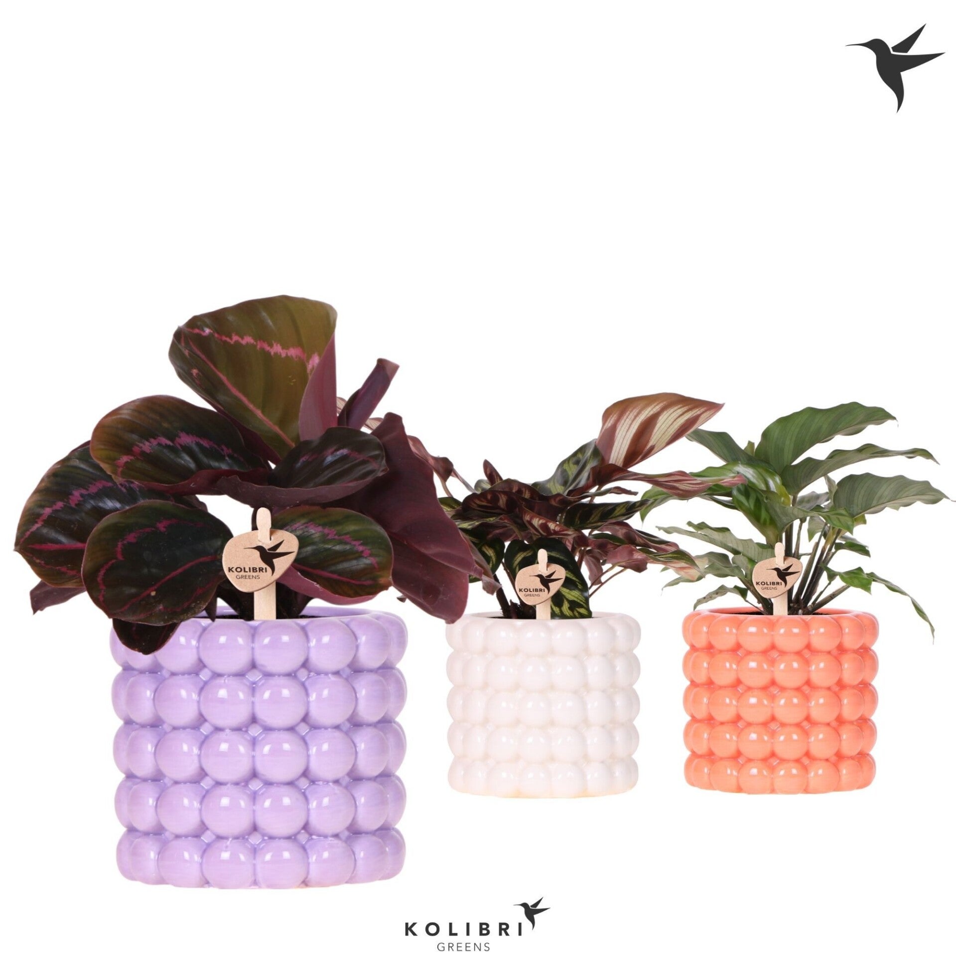 Calathea Poppy ø9. Box x6