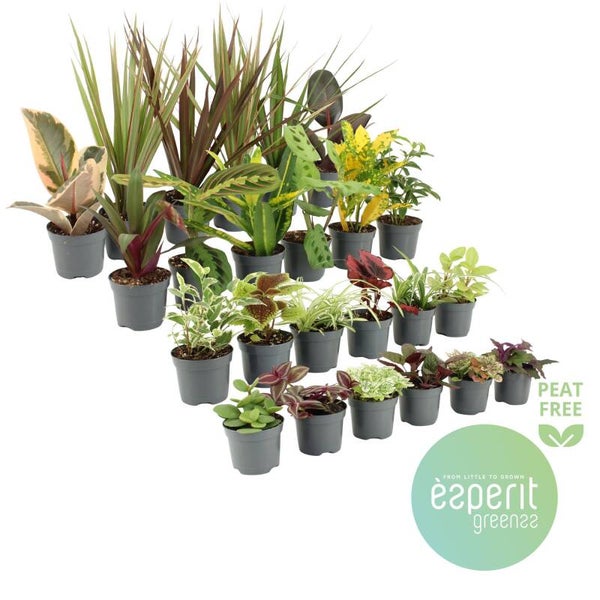 Planten Mix ø9.  Box x24