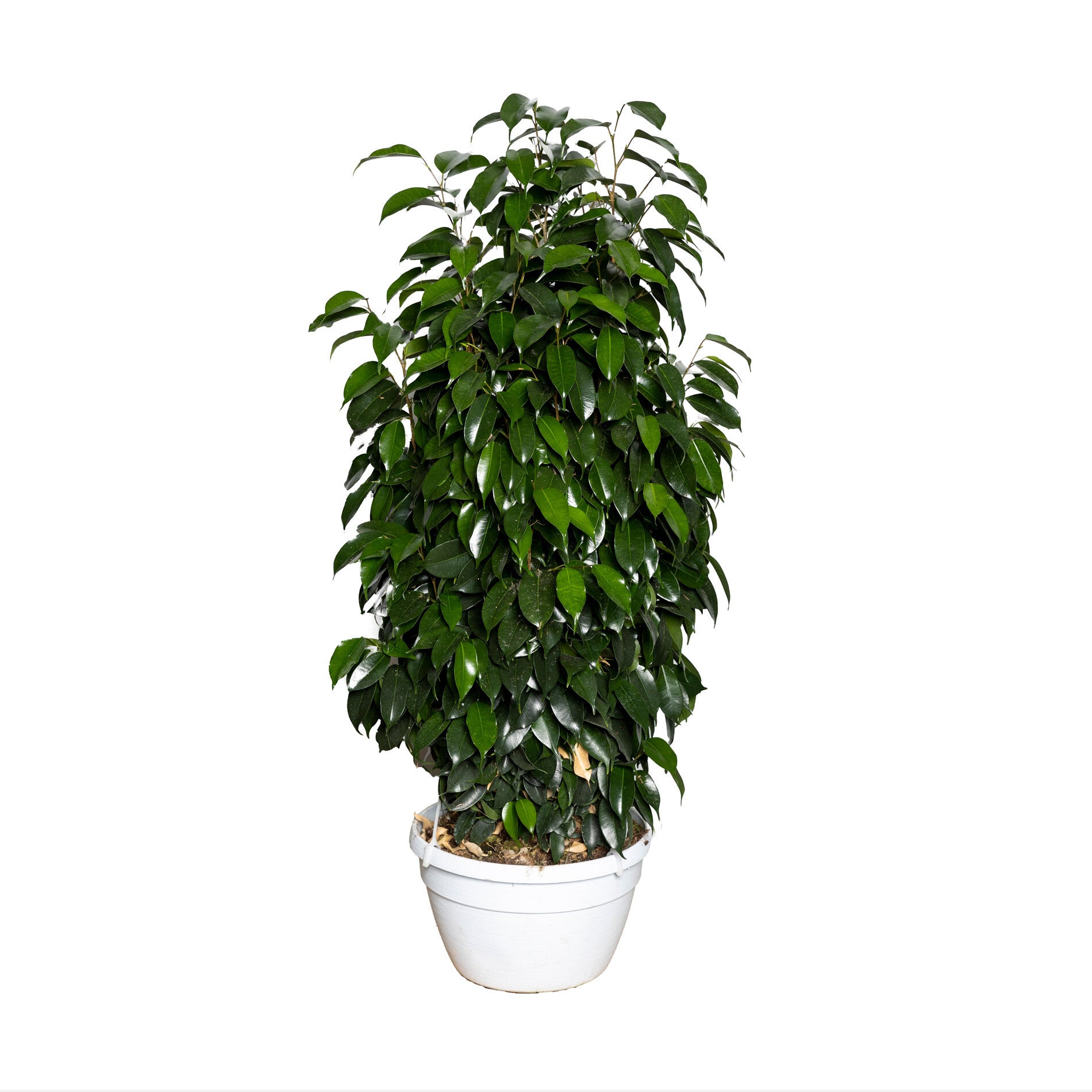 Ficus Daniel basket