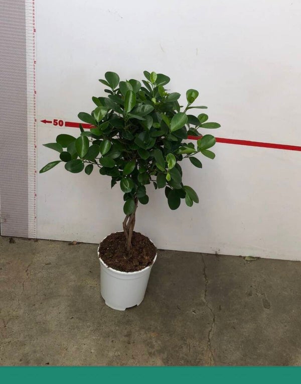 Ficus Moclame ø19