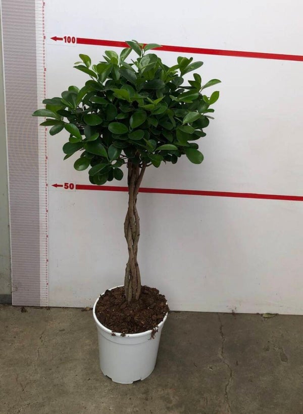 Ficus Moclame ø24