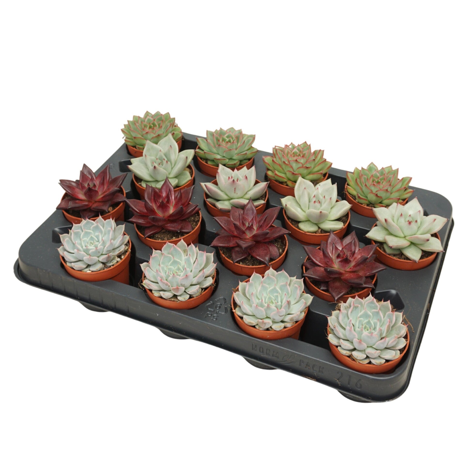 Echeveria mix ø7.  Box x16