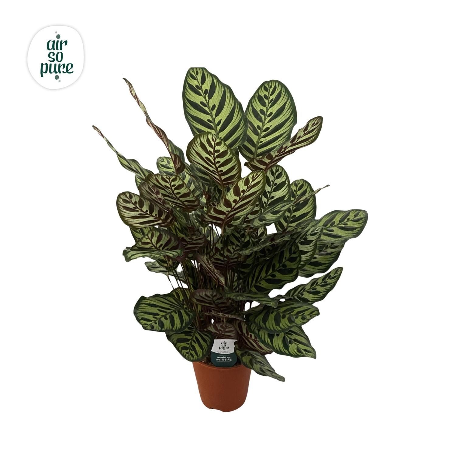 Calathea Makoiana ø19