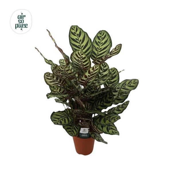 Calathea Makoiana ø19