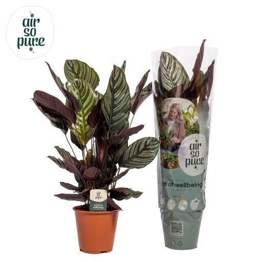 Calathea Ornata ø19