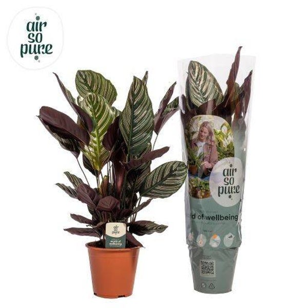 Calathea Ornata ø19