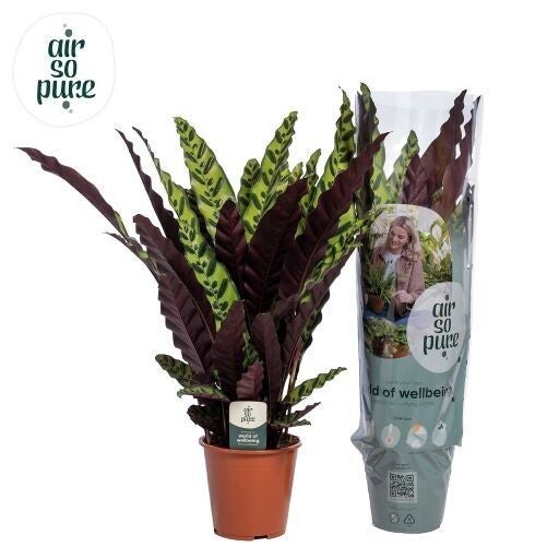 Calathea Insigne ø19