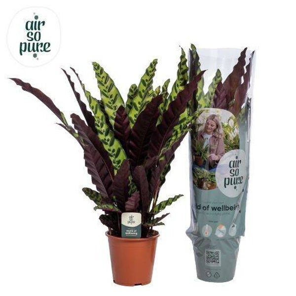 Calathea Insigne ø19