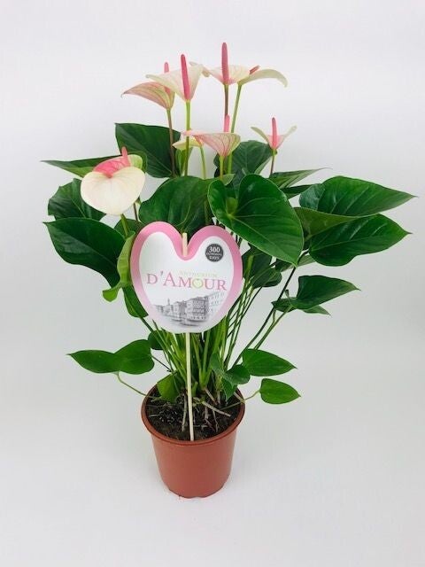 Anthurium Fantasy Love ø21