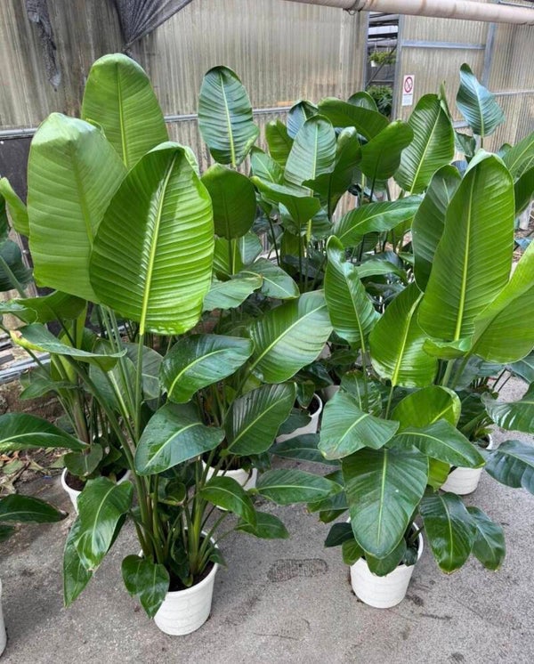 Strelitzia Nicolai extra ø30 h210+