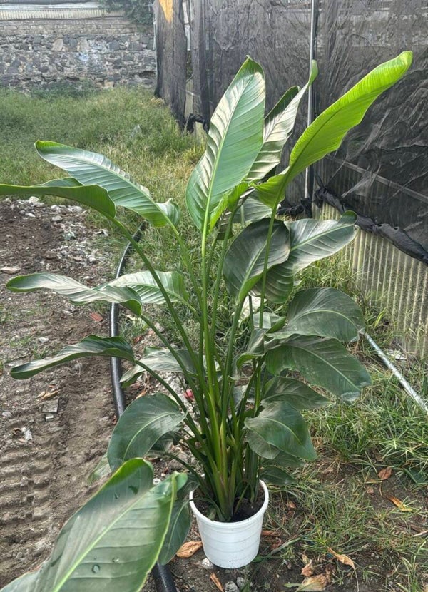 Strelitzia Nicolai ø25 extra h180