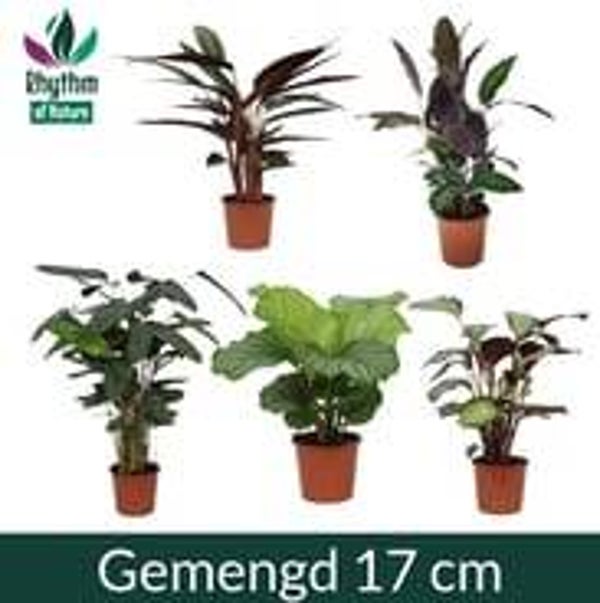 Calathea overing ø17.  Box x6