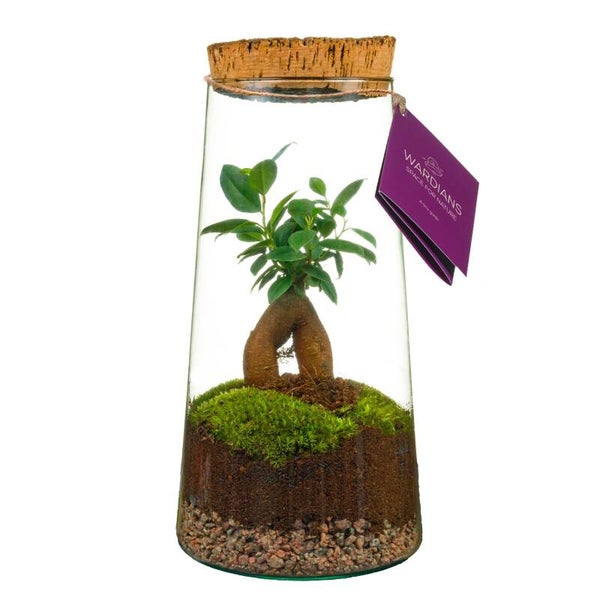Terrarium Triton ø15 Box x3