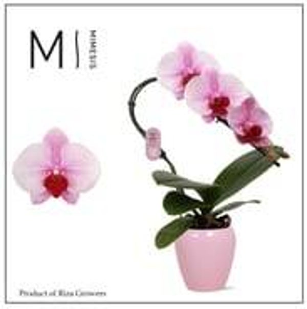 Phalaenopsis Swan Martin.  Box x6