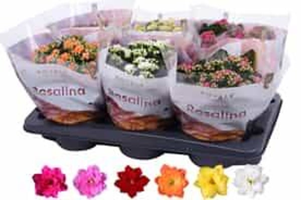 Calandiva Rosalina mix ø15