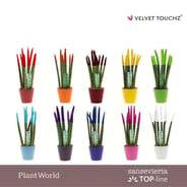 Sanseviera Velvet.  Box x11