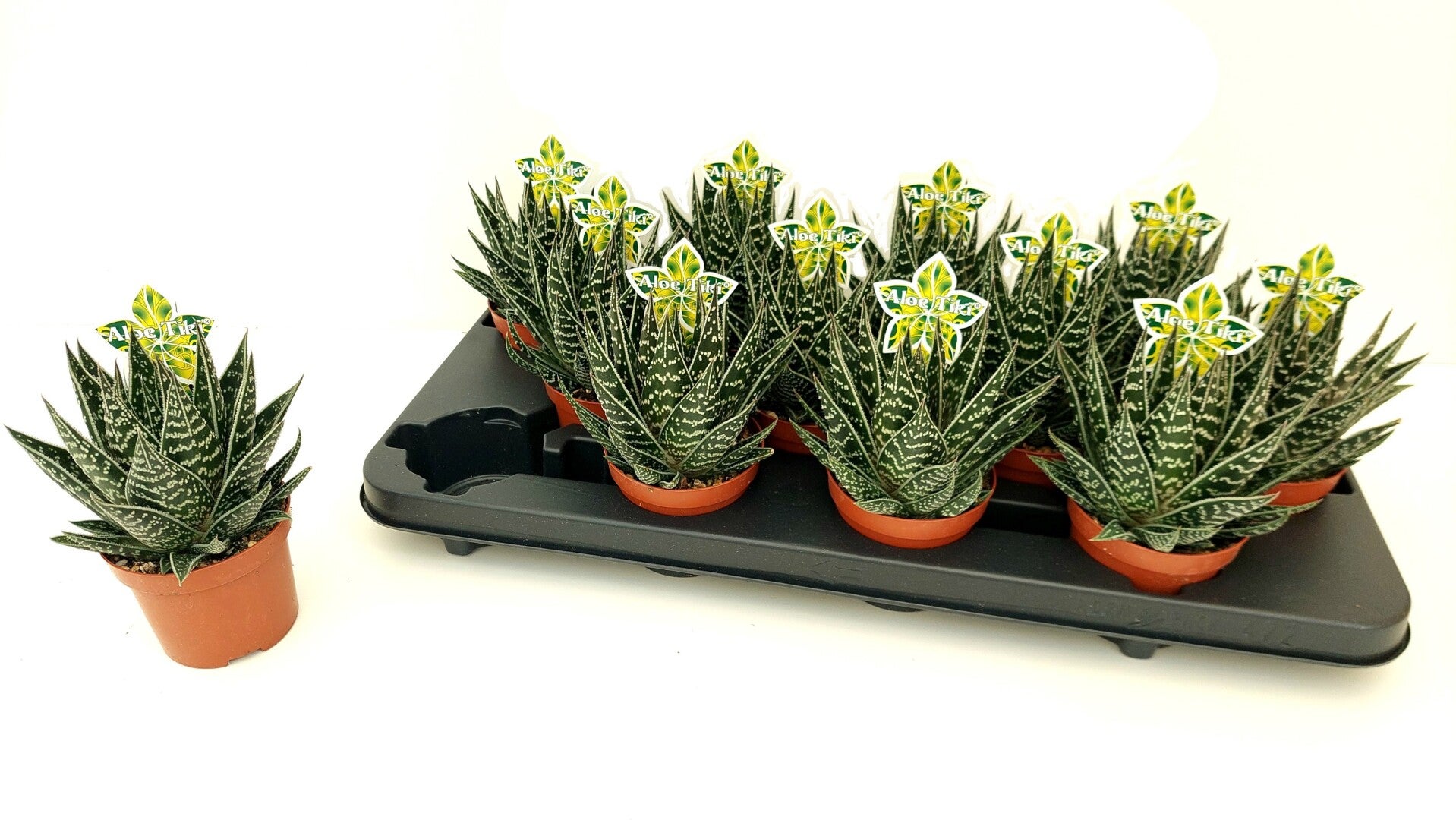 Aloe Tiki ø9.  Box x12