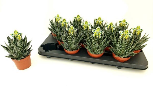 Aloe Tiki ø9.  Box x12