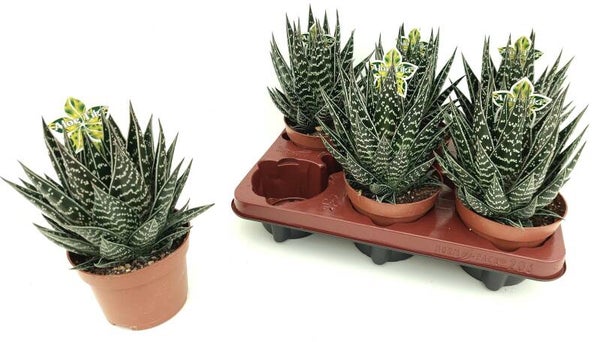 Aloe Tiki ø12.  Box x6