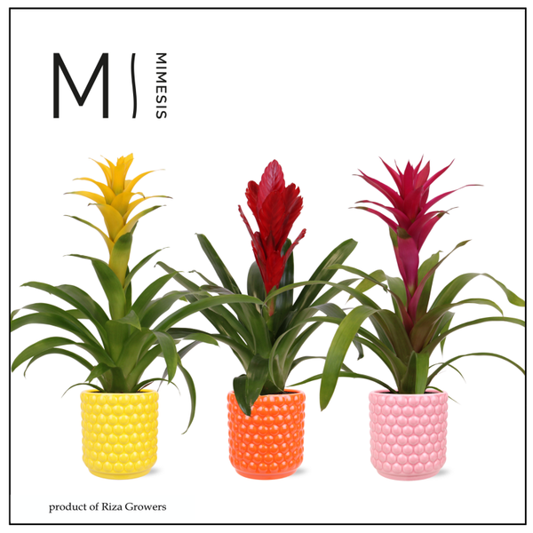 Guzmania/Bromelia ceramica.   Box x5