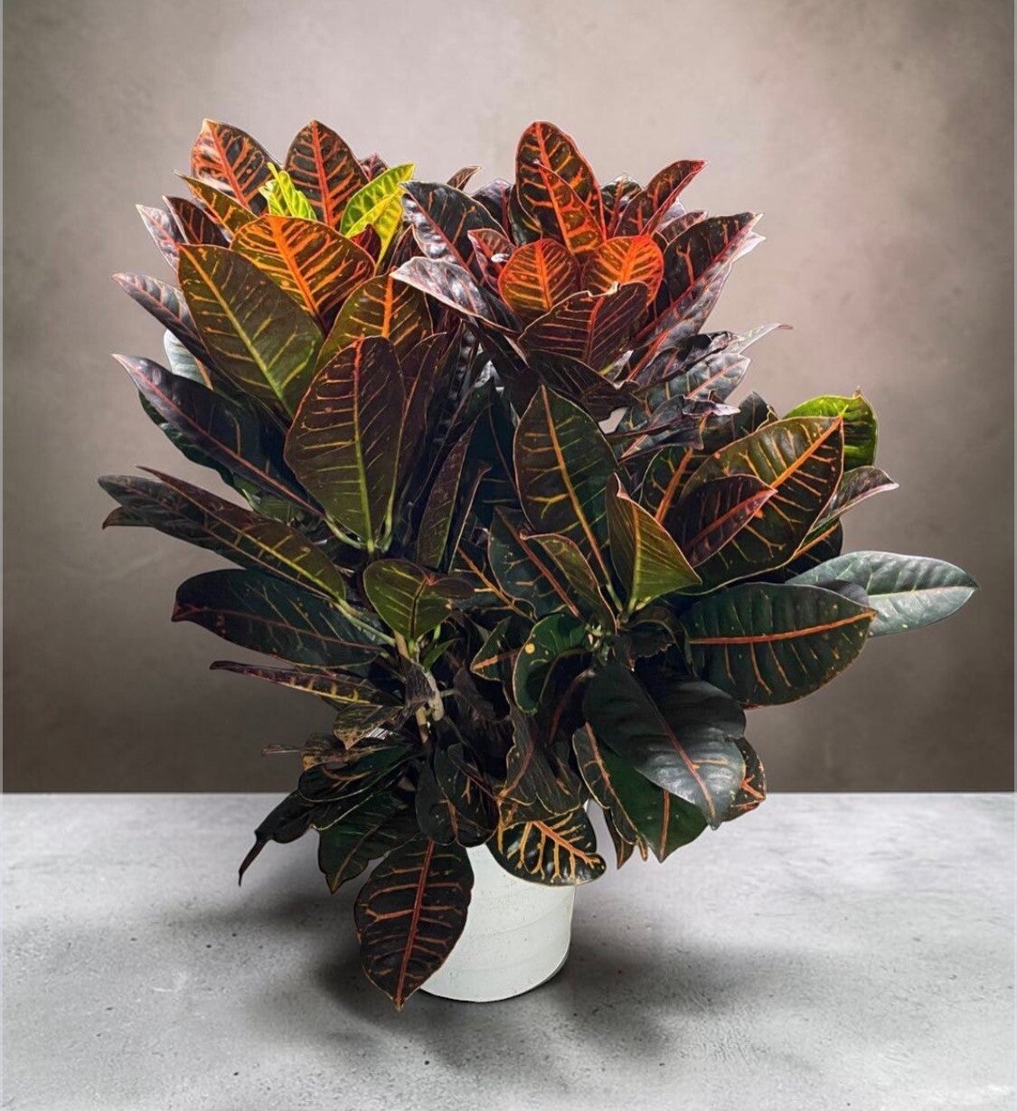 Croton Petra ramificata ø27