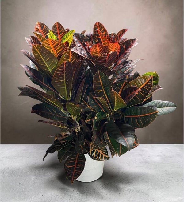 Croton Petra ramificata ø27