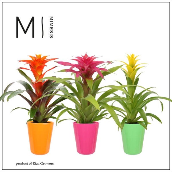 Guzmania Florence.  Box x6
