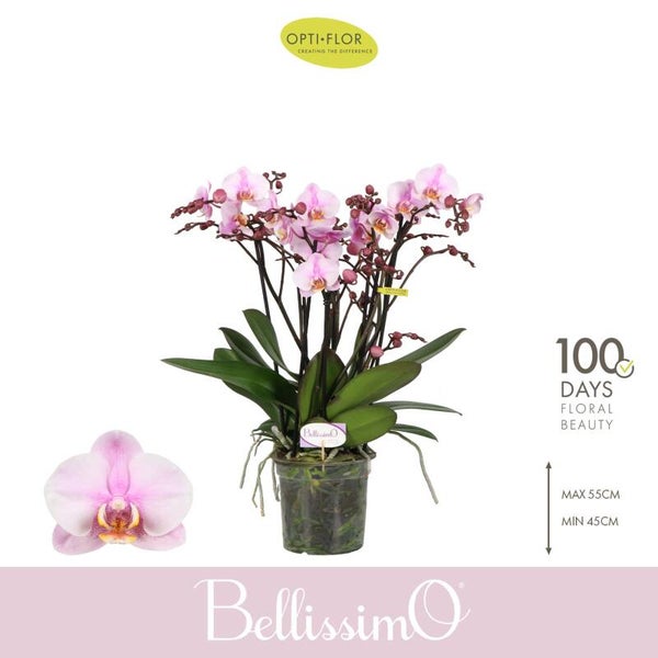 Phalaenopsis Bellissimo ø15.  Box x3