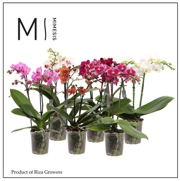 Phalaenopsis multi 2spike ø9.  Box x12