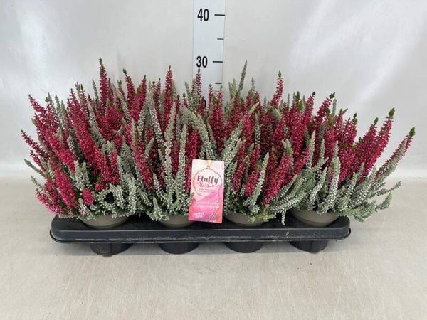 Calluna Fluf ø12.  Box x8