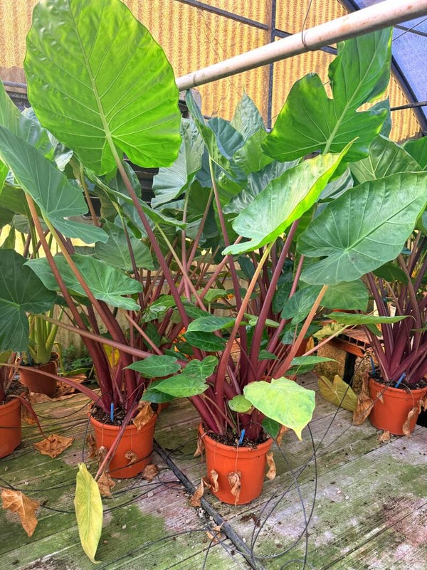 Alocasia Red Velvet ø24