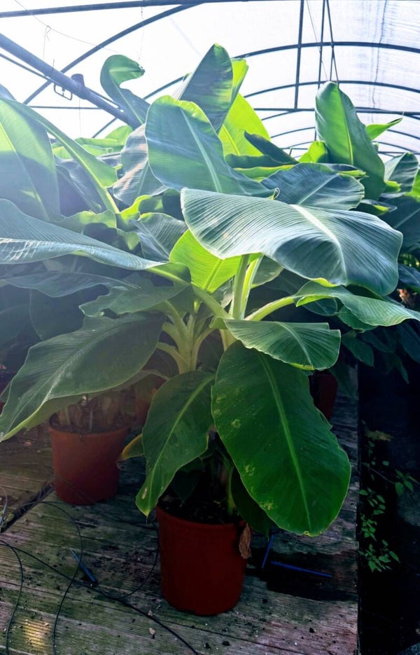 Musa Cavendisch 2pp ø27