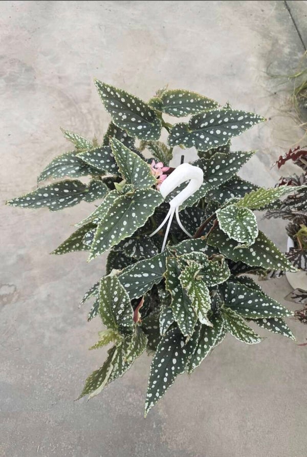 Begonia Maculata bk20