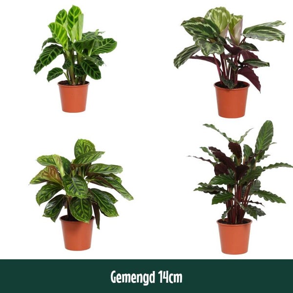 Calathea overing ø14.  Box x8