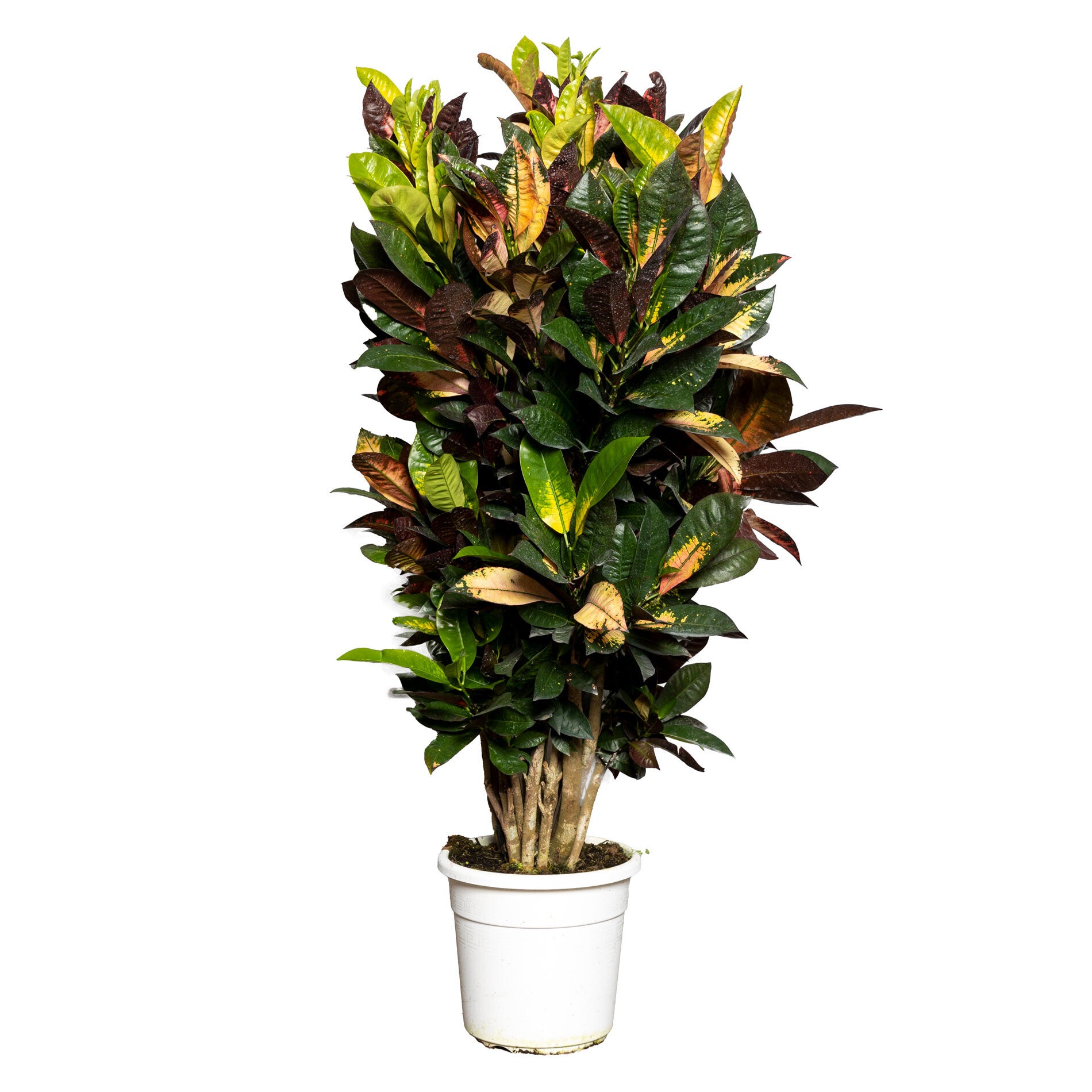 Croton Iceton ramificata ø24
