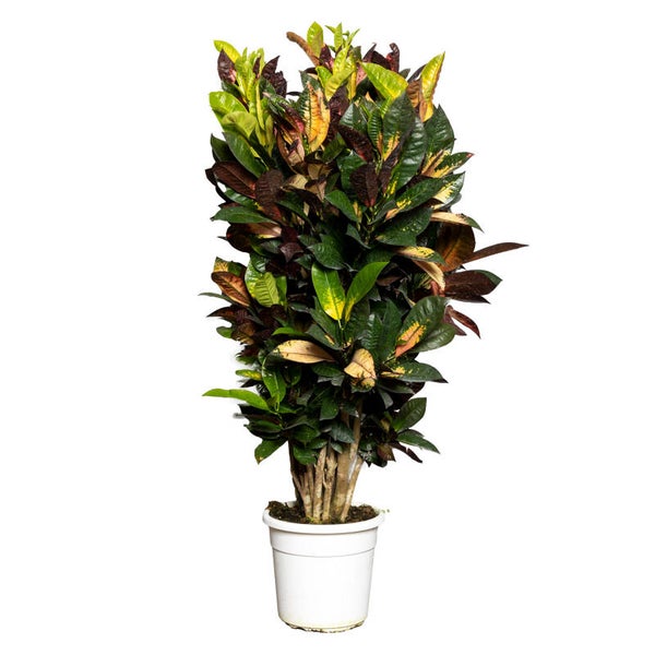 Croton Iceton ramificata ø24