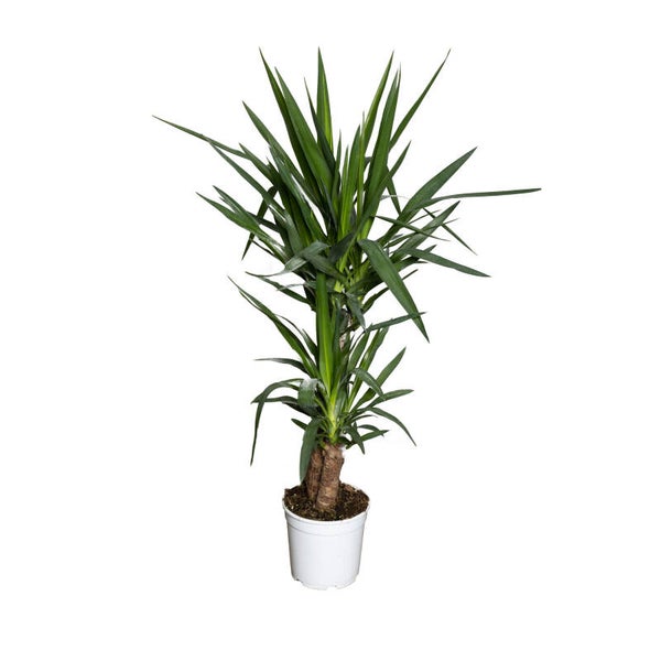 Yucca 60/20 ø21