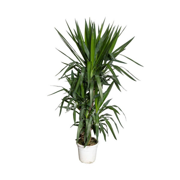Yucca 90/60/30 ø27