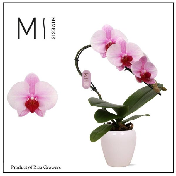 Phalaenopsis Swan Martin ø7.  Box x6